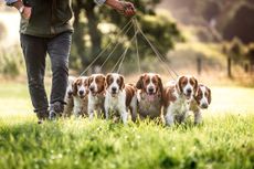 Kieron Moore's pack of Welsh Springer Spaniels in Llandinam, Powys, Wales. ©Sarah Farnsworth for Country Life