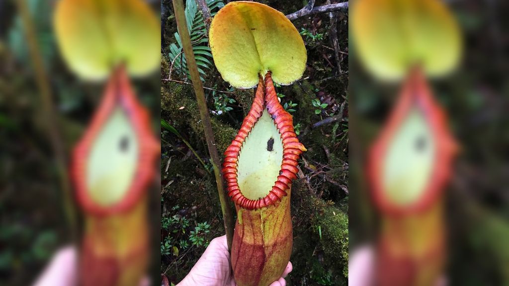 Some carnivorous plants evolved to eat poop instead of bugs. And they
