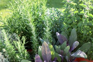 herbs planted in a garden