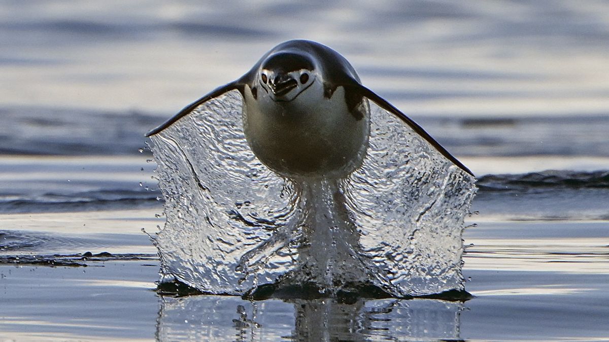 A photo of a penguin gliding through the air as it swims