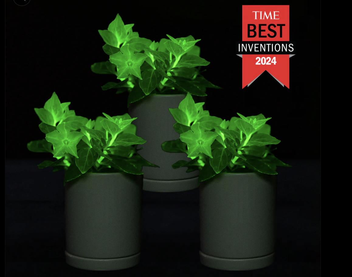 Three pots of glow in the dark firefly petunias