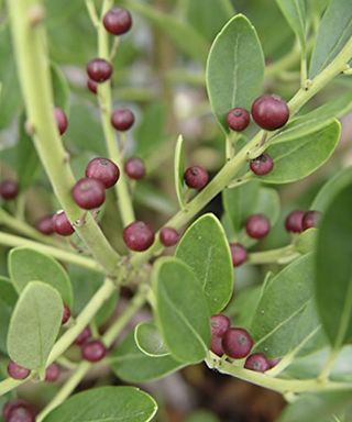 Inkberry Glabra Densa