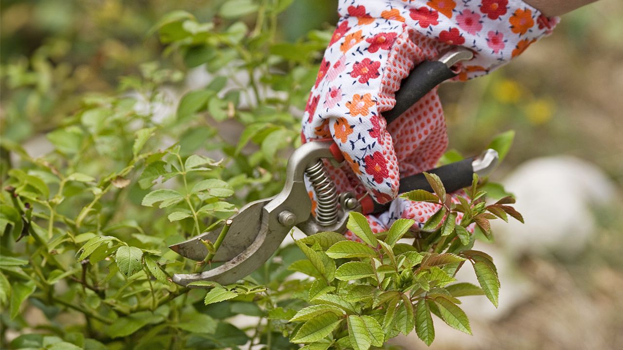 Gardener with patterned gloves prunes rose bush