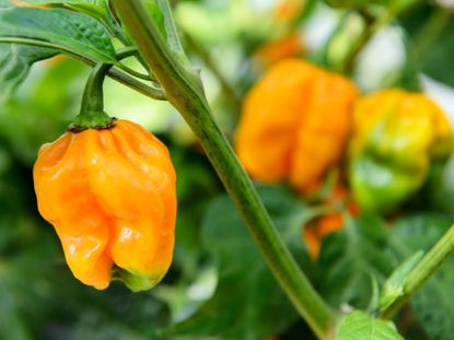 Orange Habanero Peppers