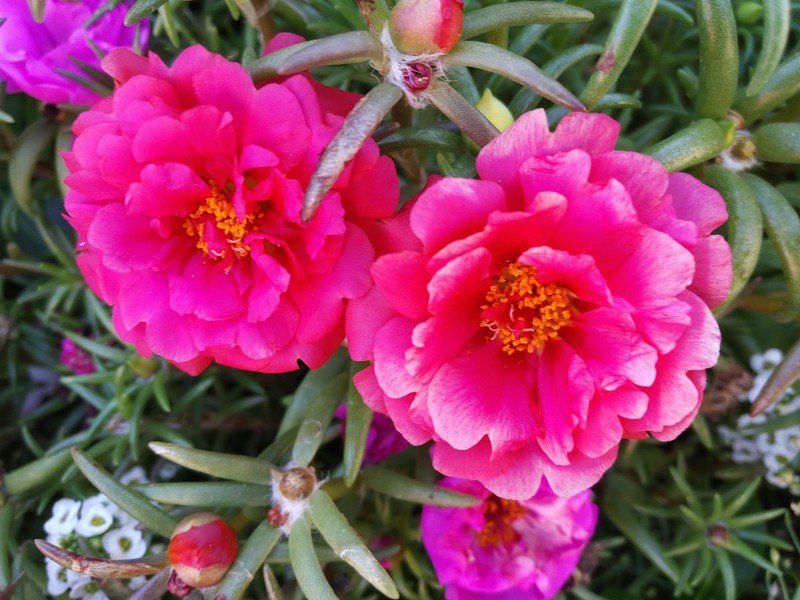 BlackBerry DTEK50 Camera sample