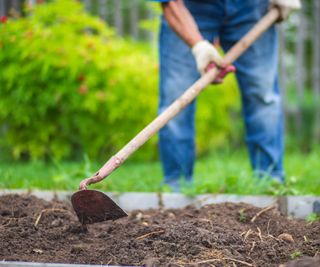 raking soil in preparation for planting