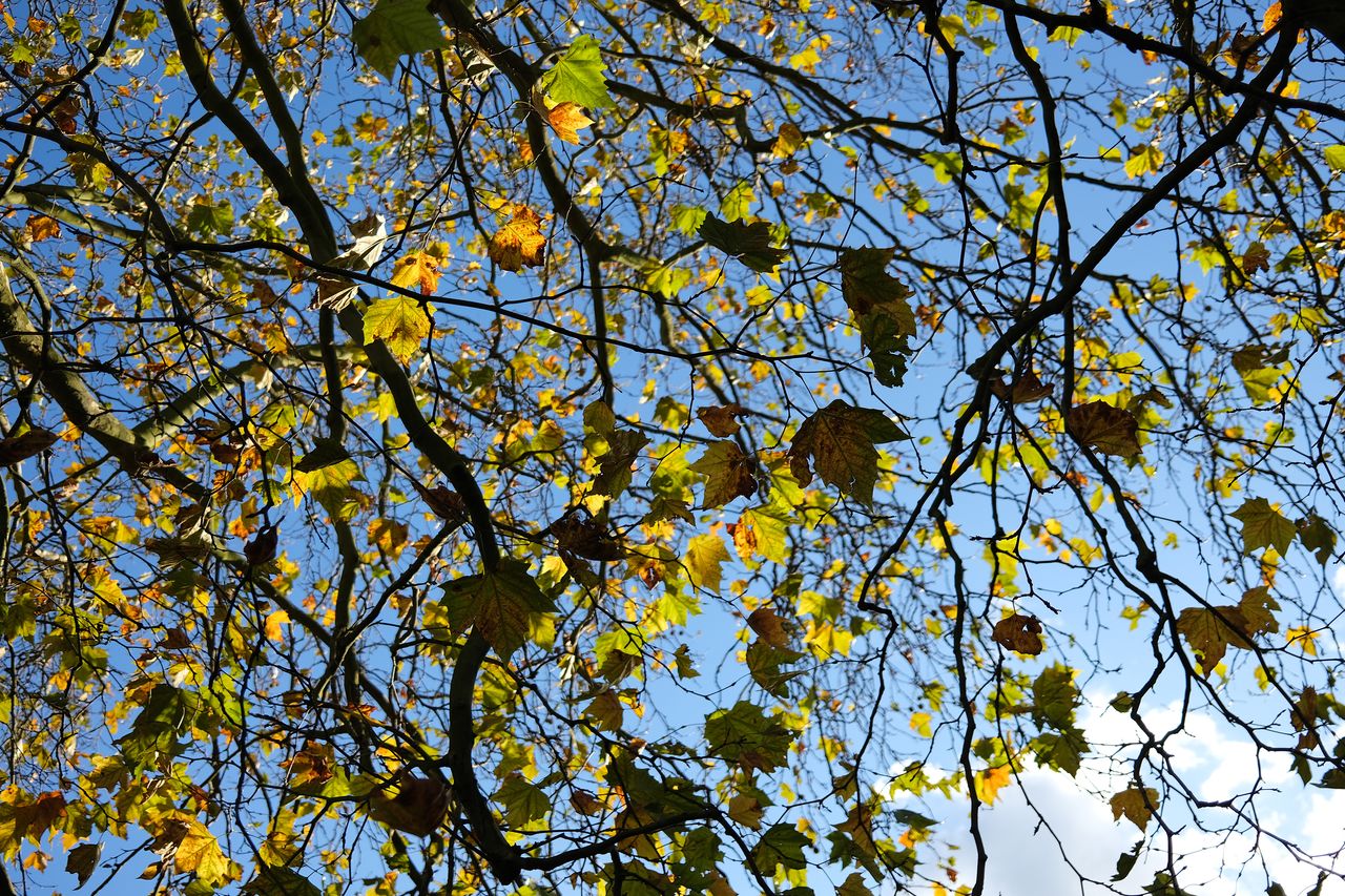 Fujifilm X100V review