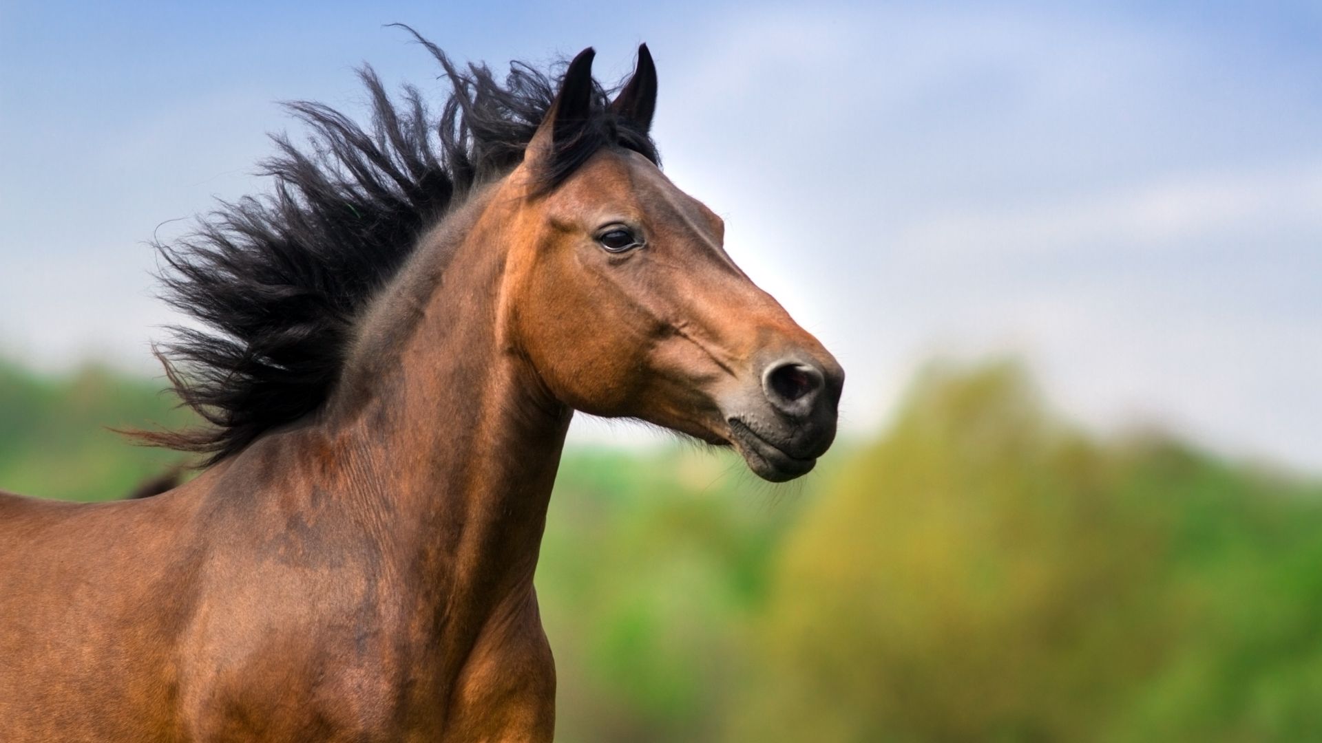 bay horse running, close up of face