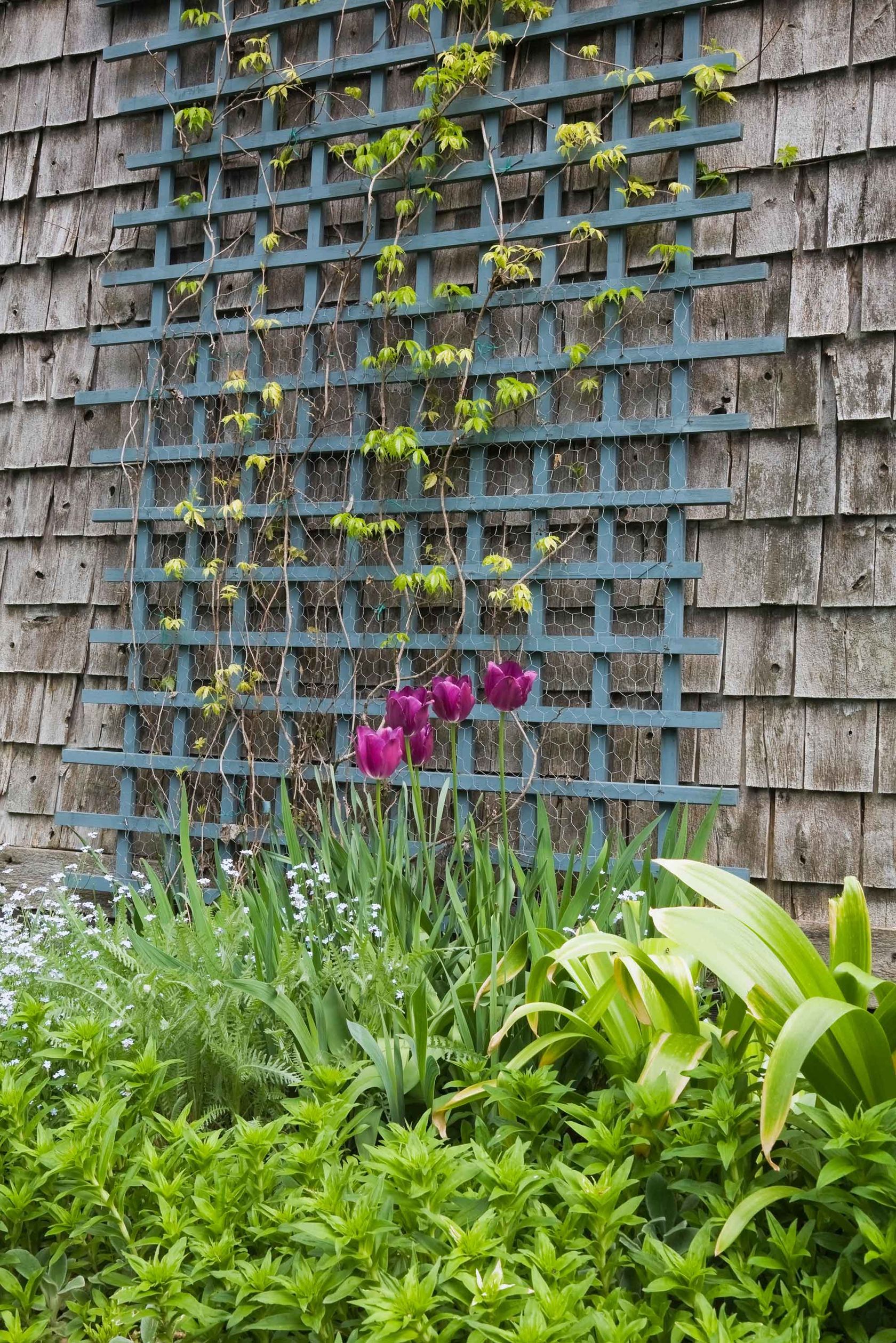 Trellis ideas for gardens: 15 chic screens to add plants, privacy and