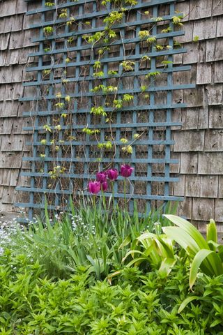 blue trellis on wall with tulips