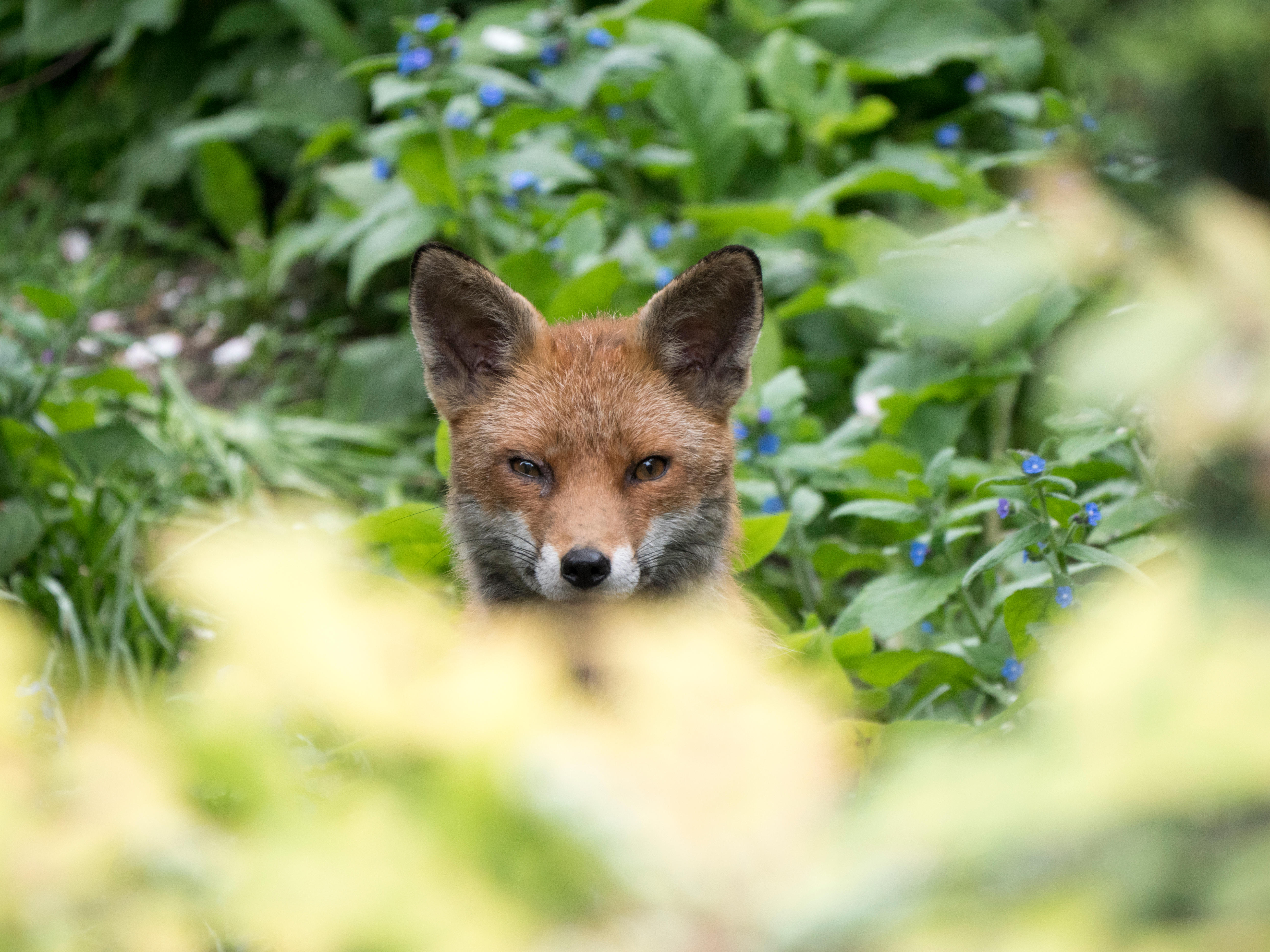 London fox