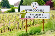 Vineyards of the C&ocirc;te Chalonnaise region