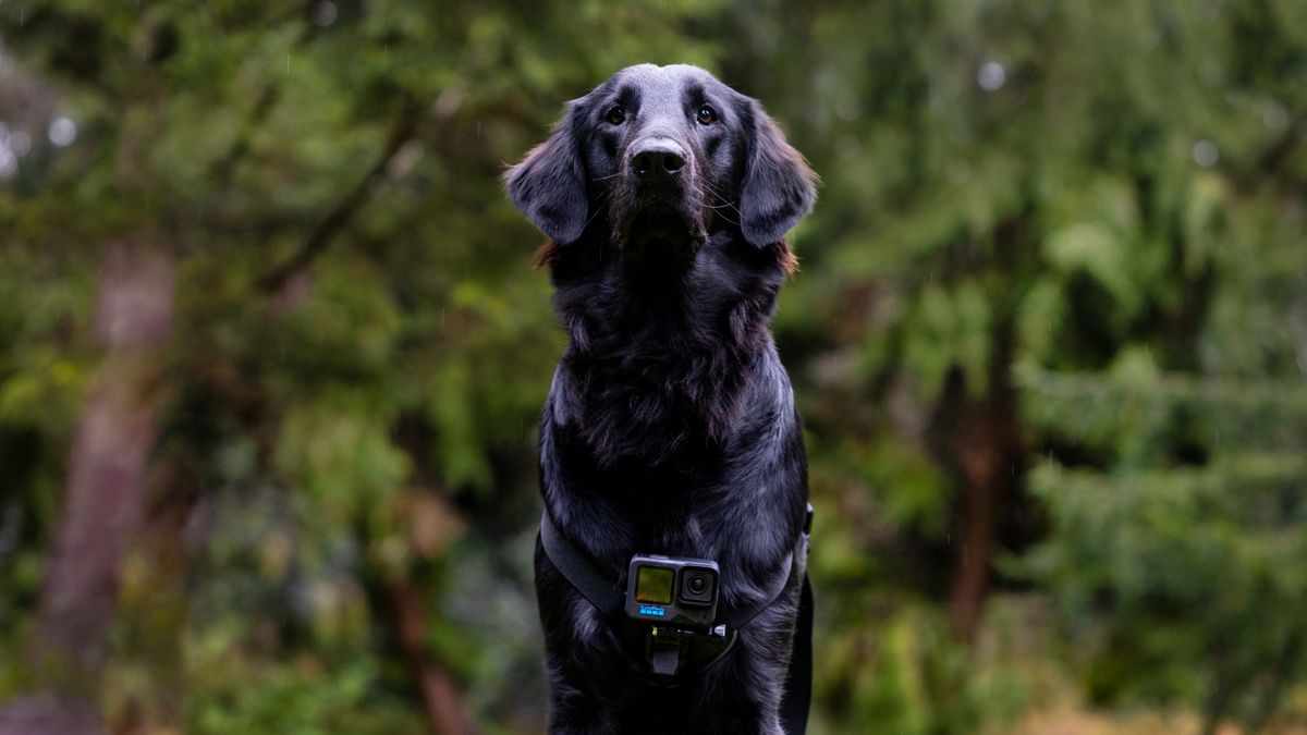 A black dog wearing a harness with a GoPro attached