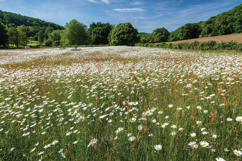 Property for sale with wildlife meadows: The Baston Hall Estate, Crews Hill, Alfrick, Worcester, Worcestershire.