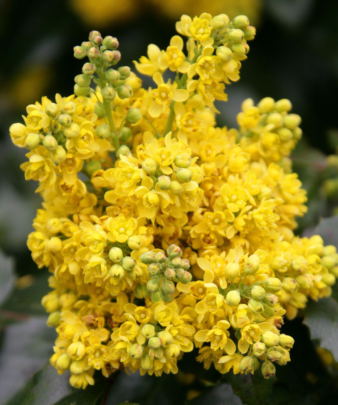 mahonia mary jane