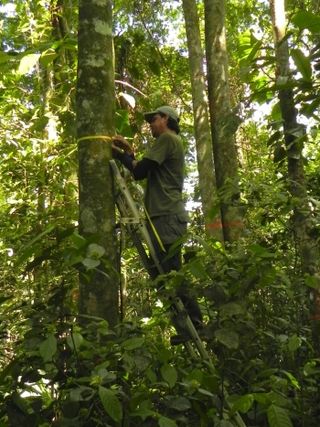 Technician Enrique Salicetti measures the diameter of a tree in an experimental plot in Costa Rica.