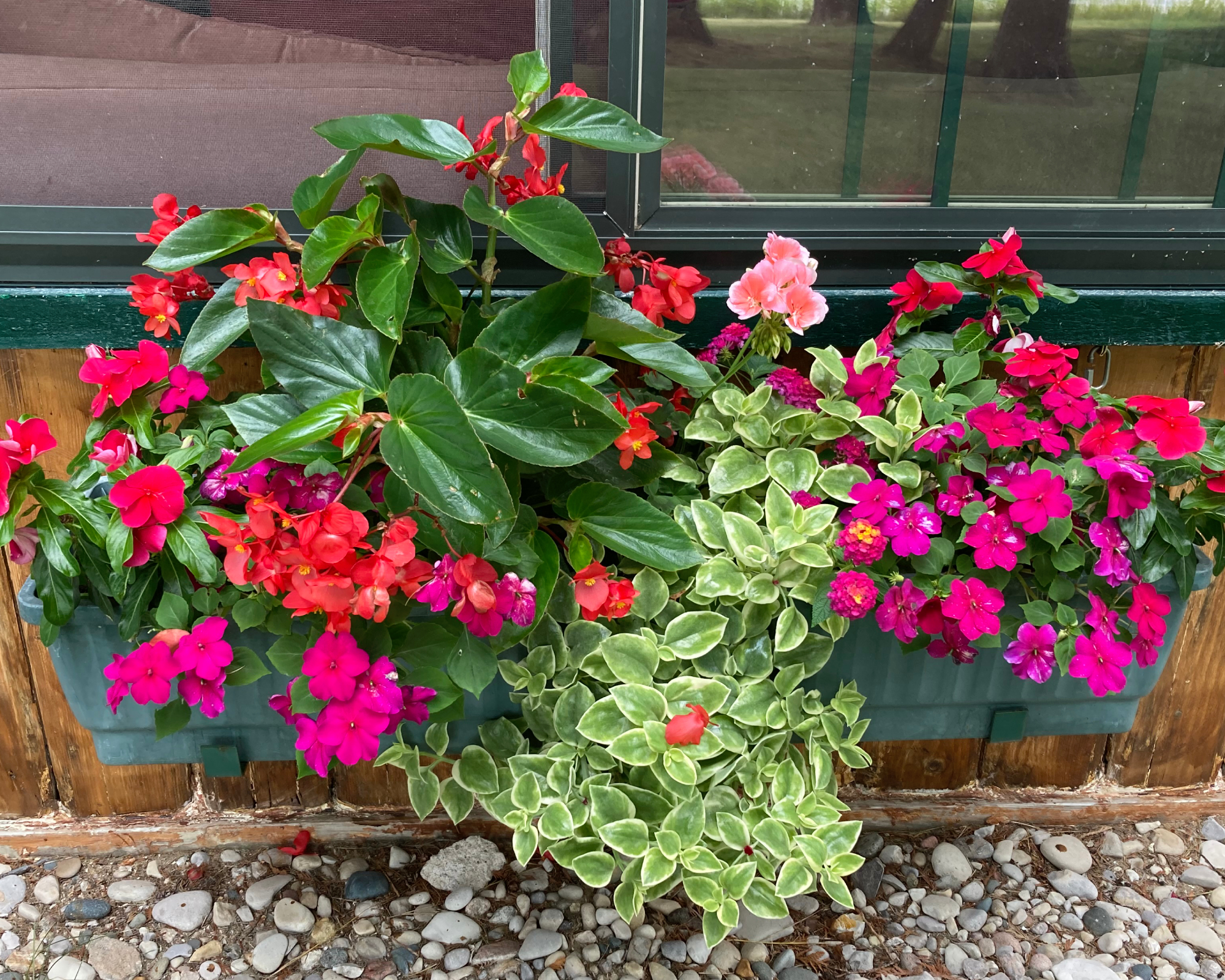 Window box full of annuals like dragon wing begonias, impatiens, vincas, lantana