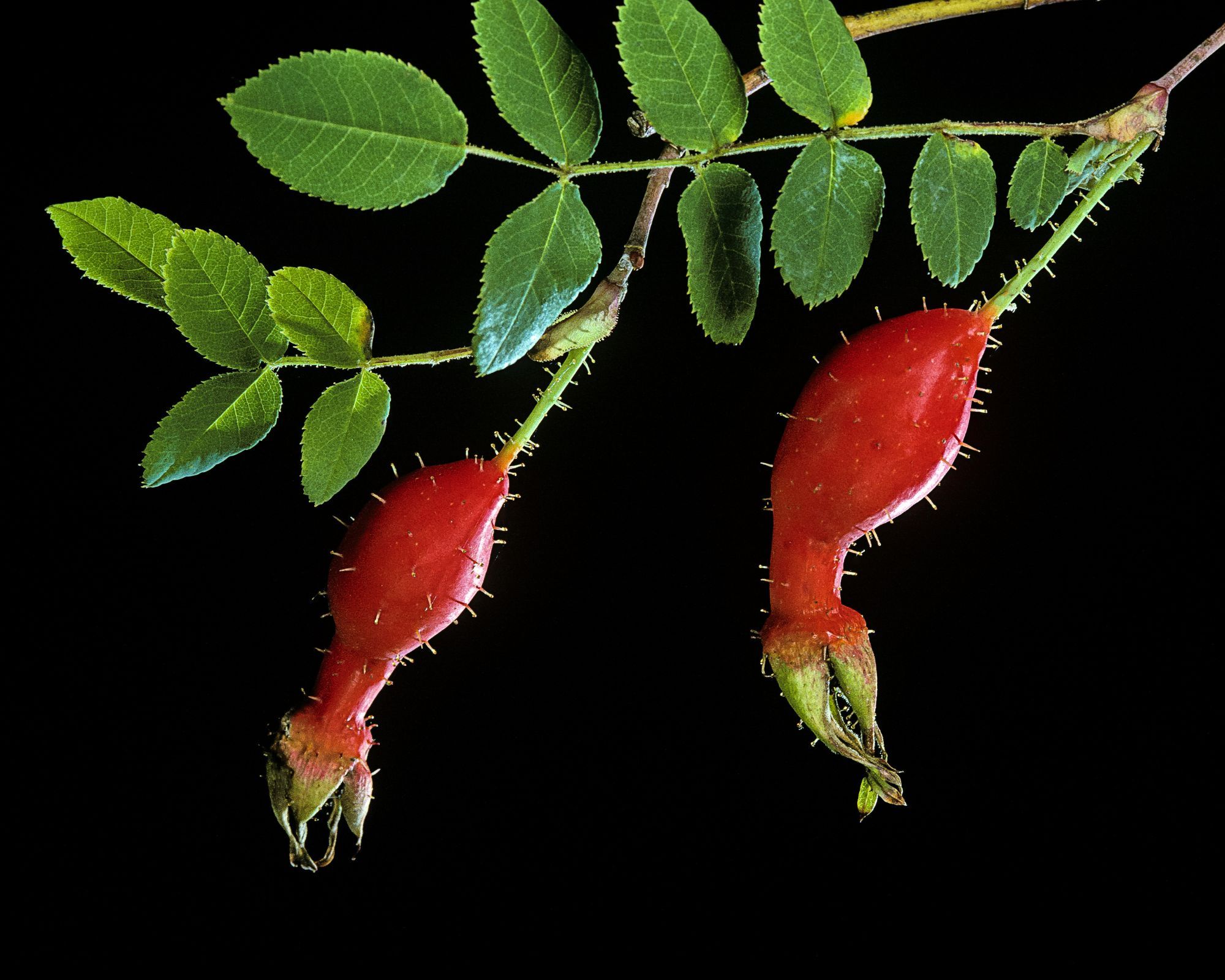 Large red rosehips