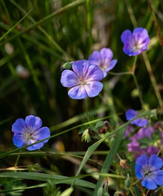 Geraniums