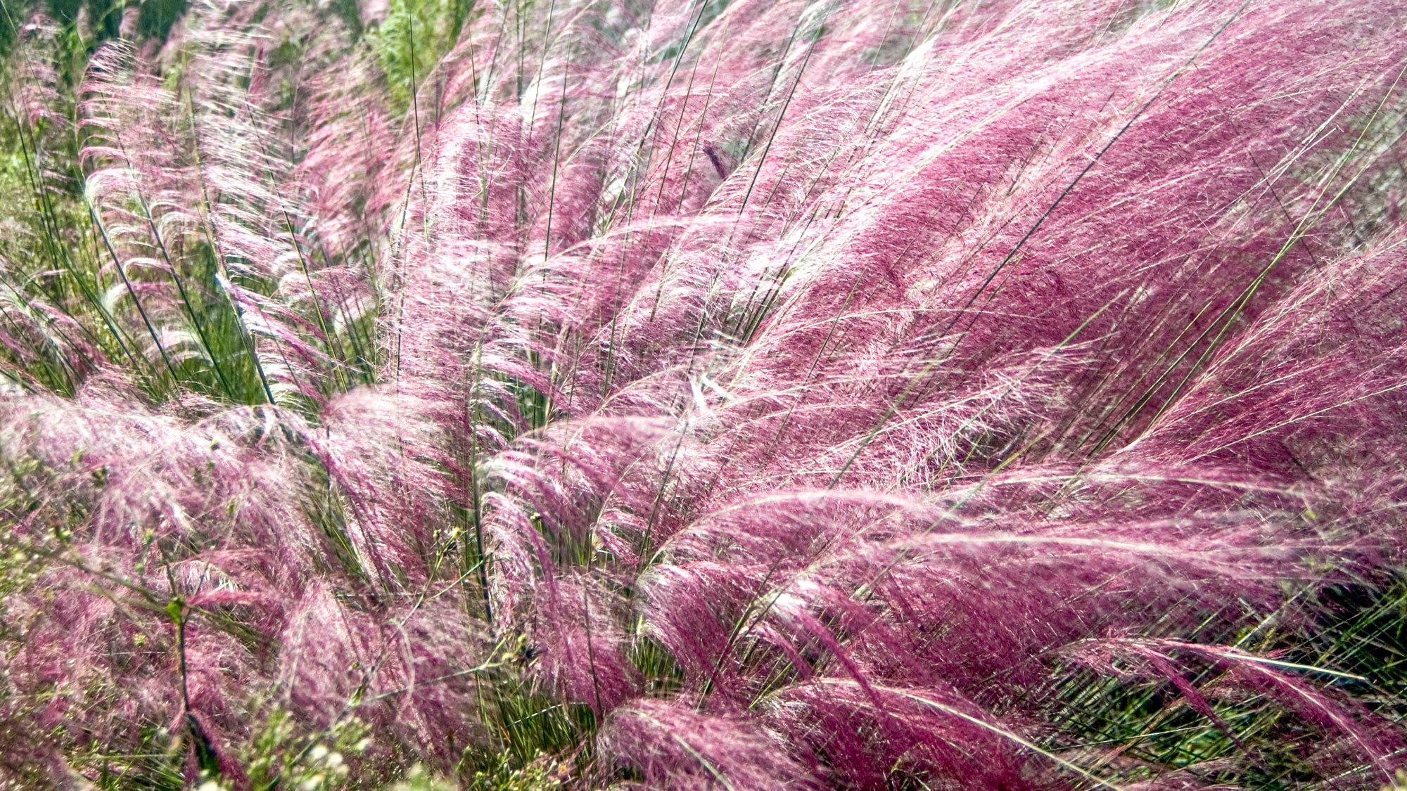 pink muhly grass blown in garden border