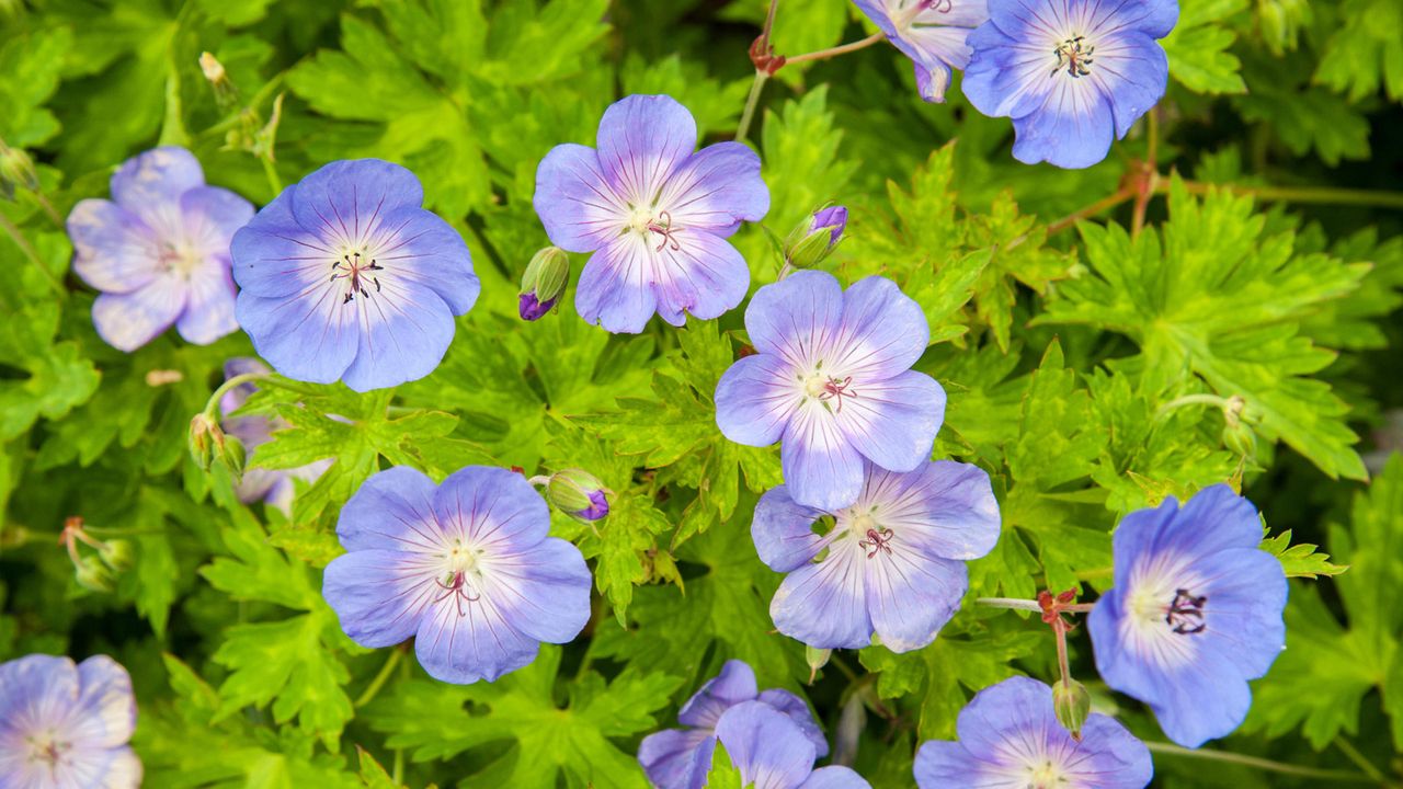 hardy geranium Rozanne blooming in garden bed display in summer