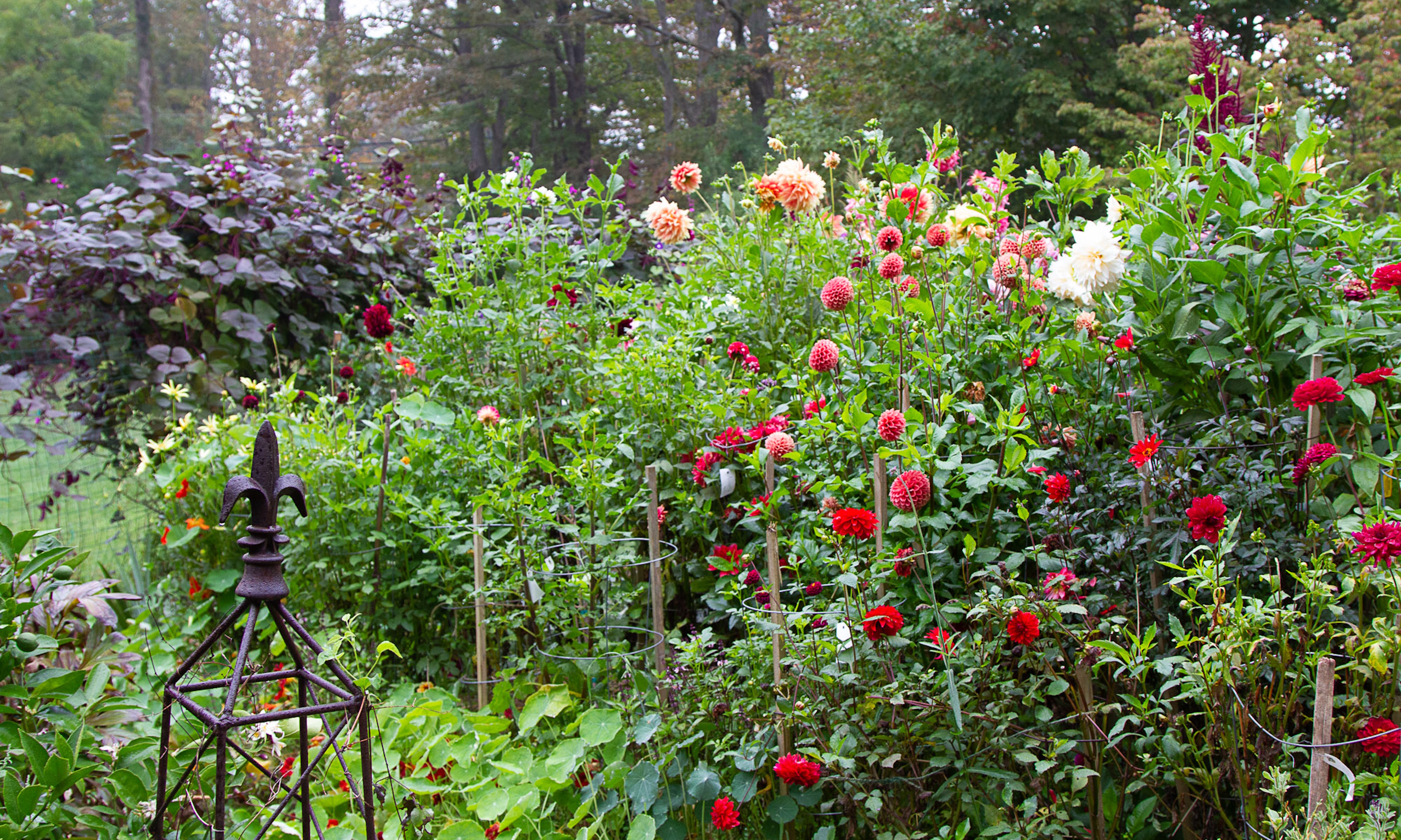 Frances Palmer garden full of flowers
