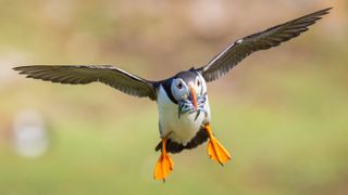 Wait for the puffin to come back from a successful hunting trip with its beak full of fish