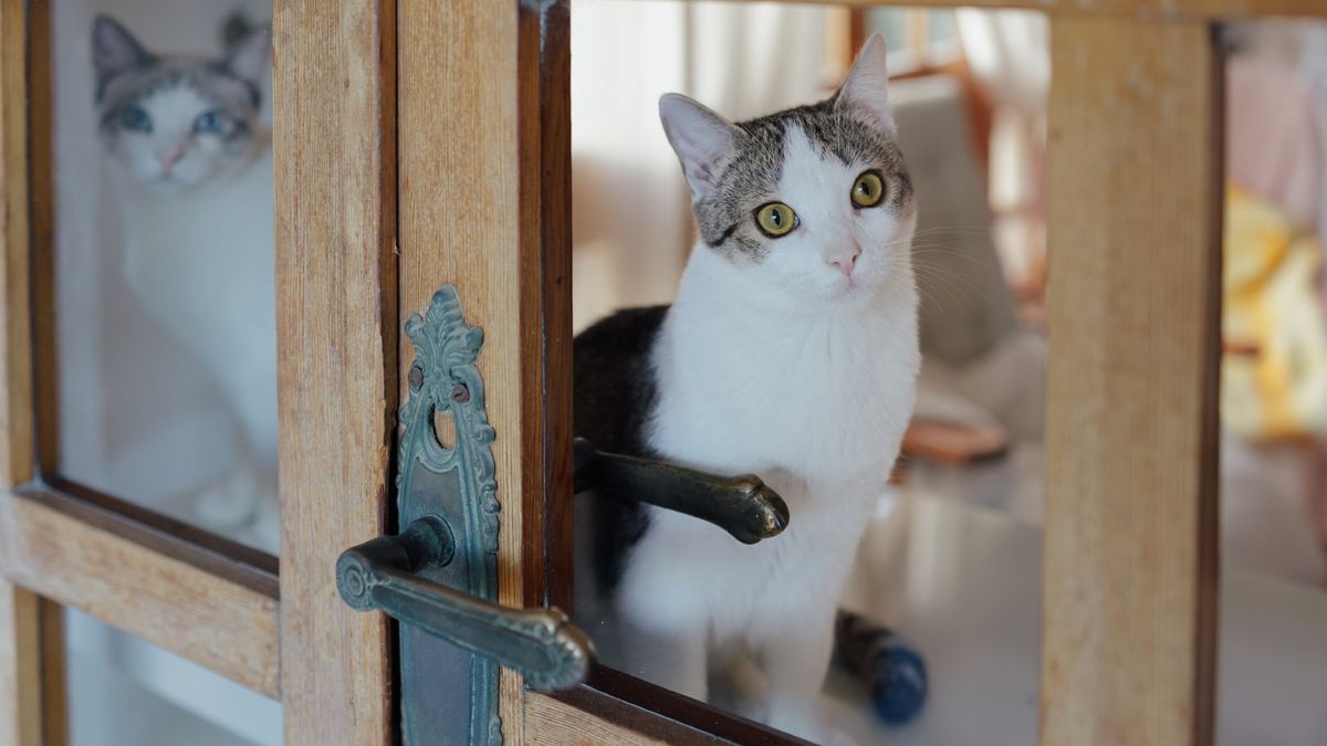 two cats look through a glass door