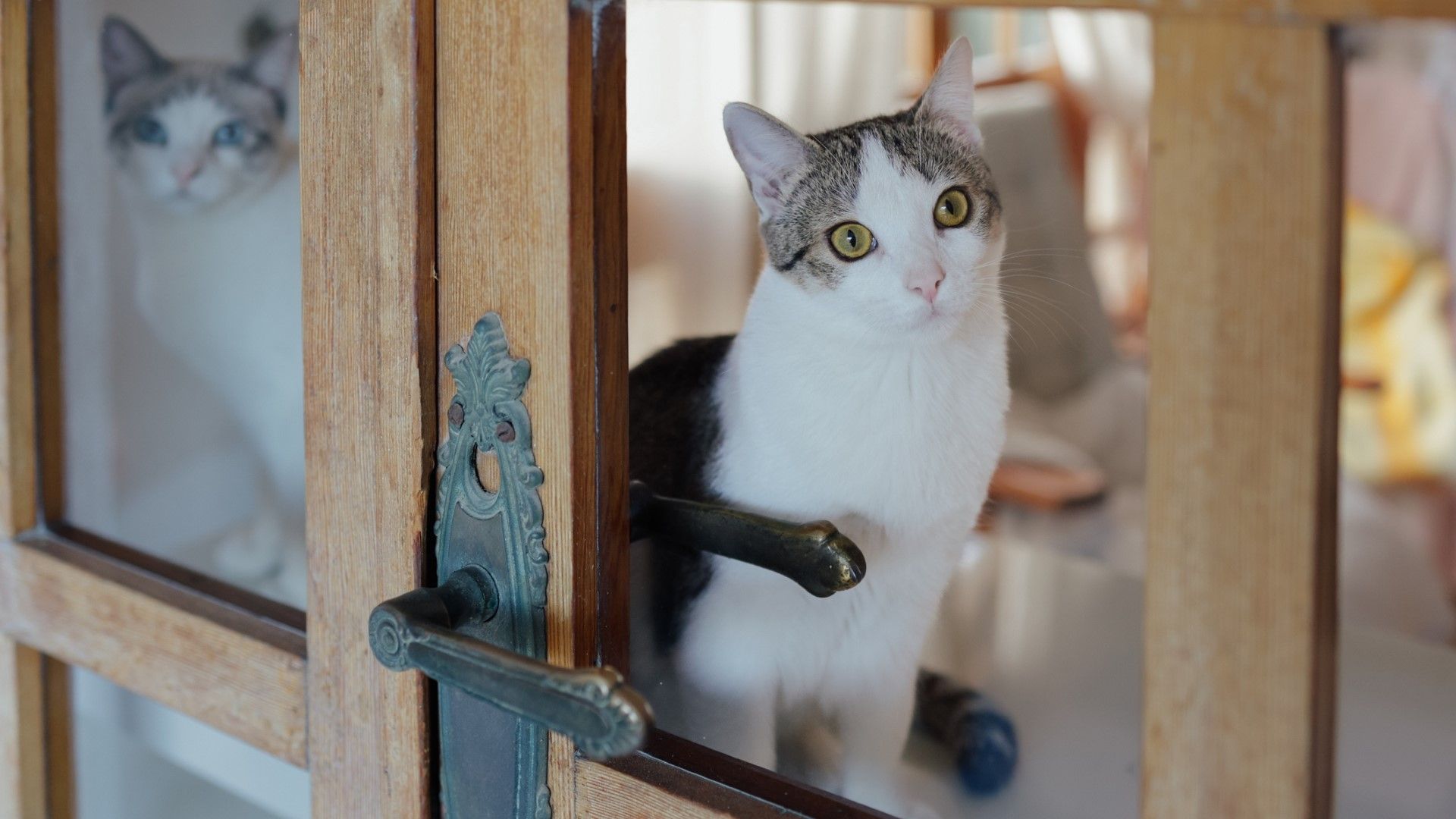 32 cat breeds most likely to suffer from separation anxiety PetsRadar