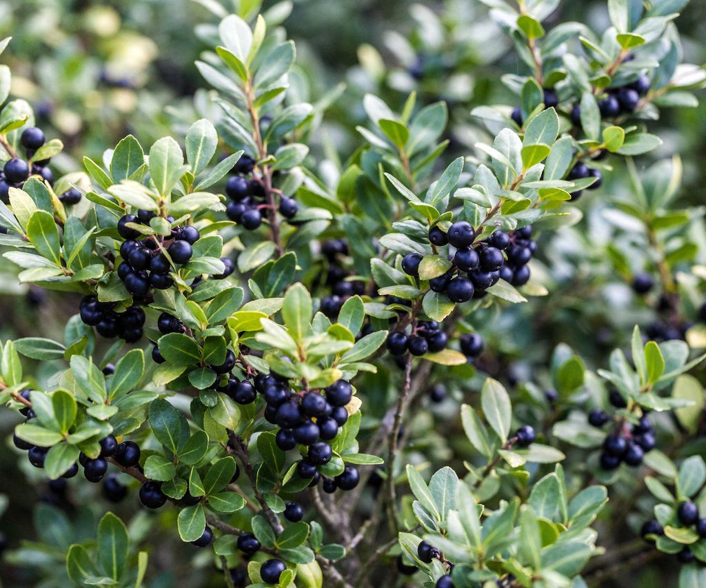 Low-maintenance evergreen shrubs for a front yard | Homes & Gardens