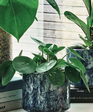 chinese money plant in blue pot