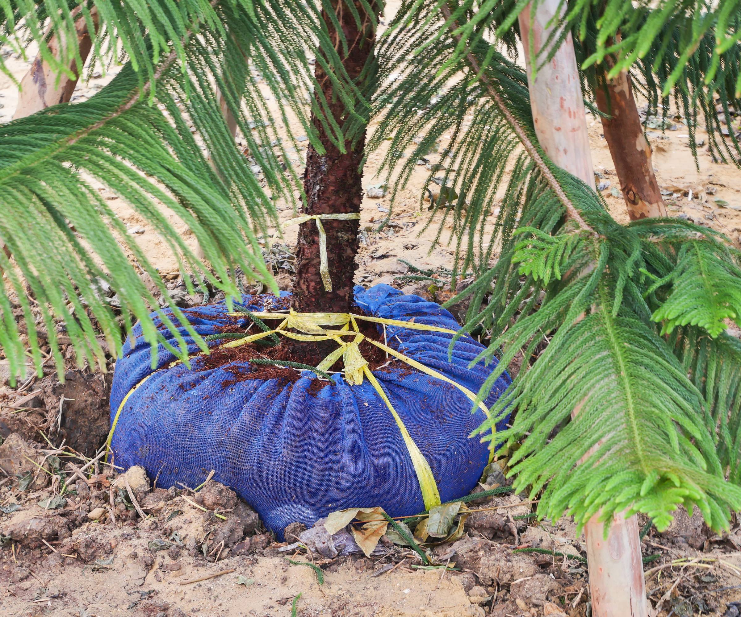 A tree with a wrapped root ball ready for transplant