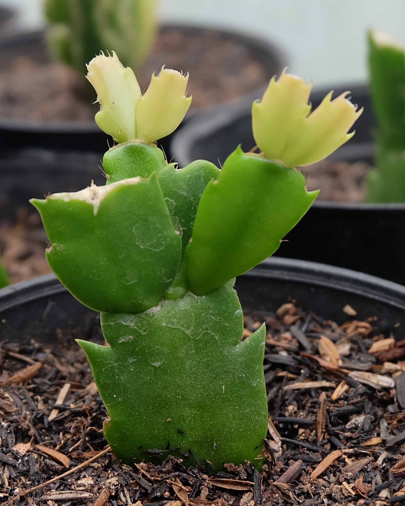 new growth on christmas cactus cutting