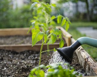 Watering vegetable raised bed