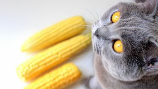 Grey cat with yellow eyes sitting next to three corn on the cobs