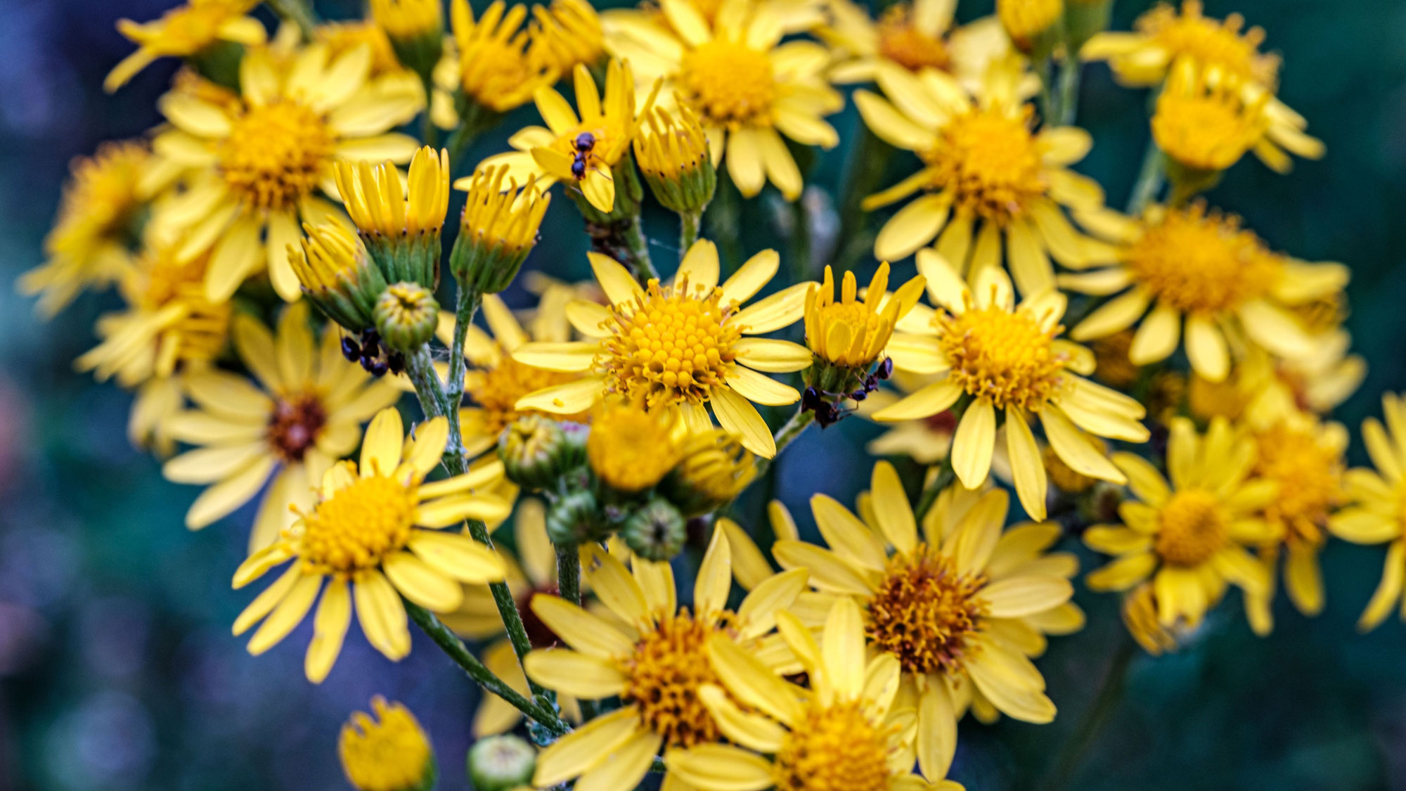 groundsel plant with yellow daisy flowers