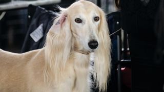 Saluki with long feathered ears