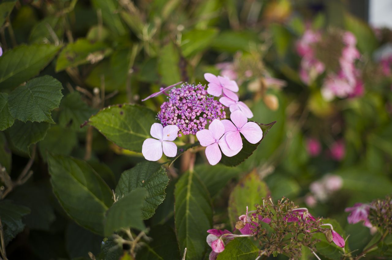 Closeup of pink flowers taken with Leica M11-P