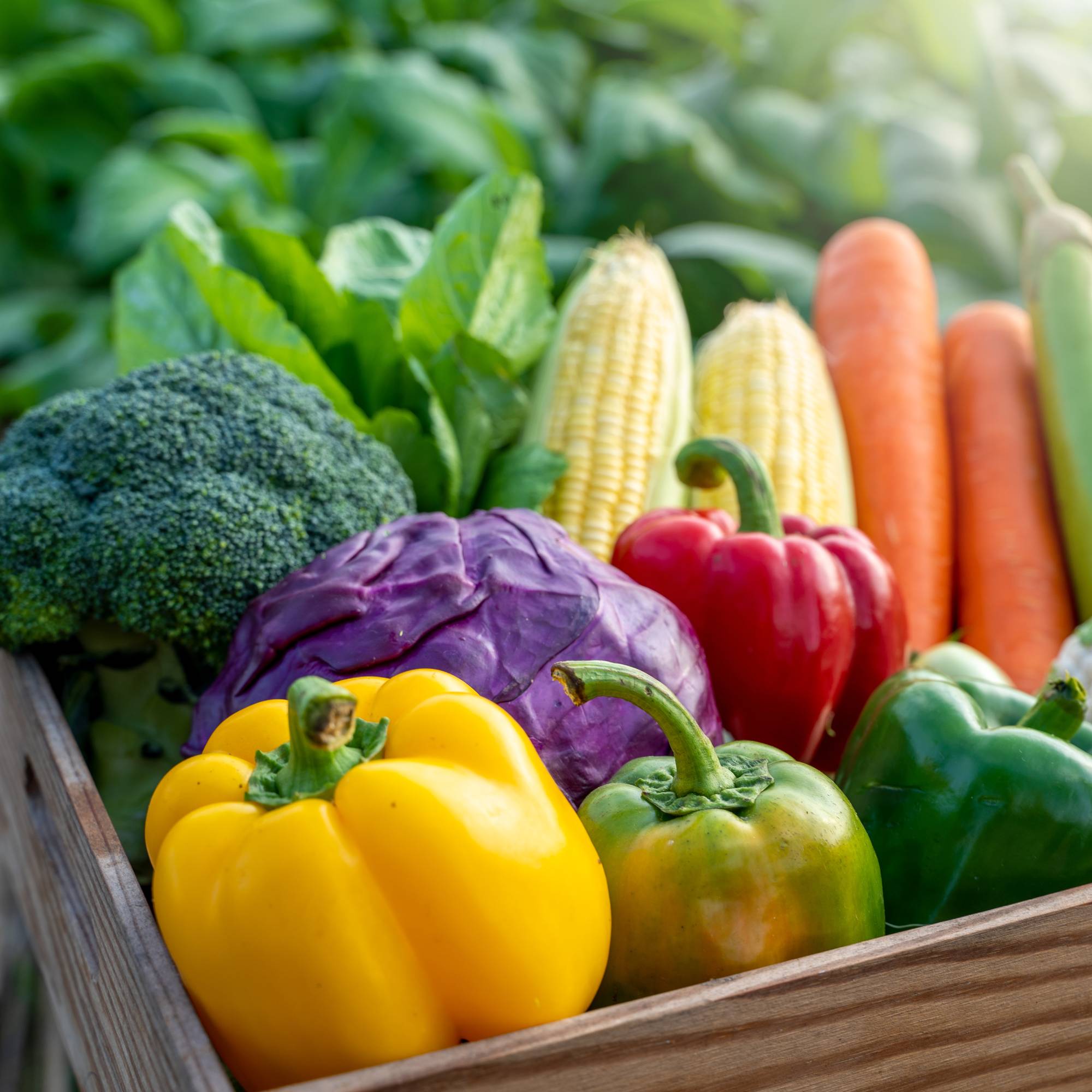 Vegetable harvest