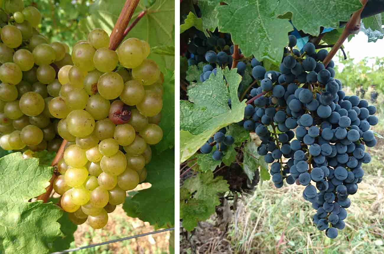 Furmint and Vranac grapes from Central and Eastern Europe
