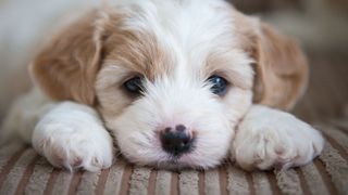 Best dog and cat names — white and brown cute puppy