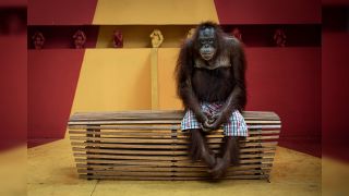 The winning picture taken by Aaron Gekoski depicts a an orangutan wearing shorts sitting on a bench looking sad. The image was taken in 2023 and highlights orangutans exploited by the tourism industry in Thailand.