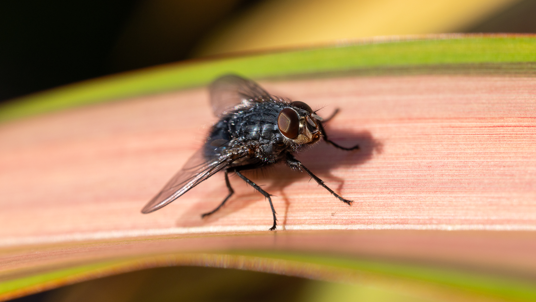 fly on a leaf