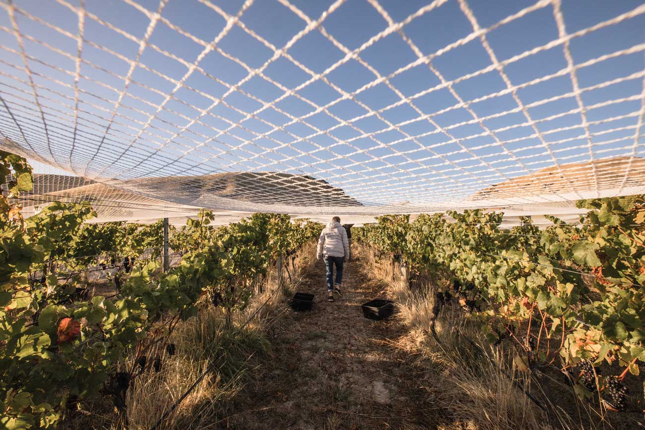 Winemaker Jules Taylor under bird netting at The Wrekin vineyard in Brancott Valley.