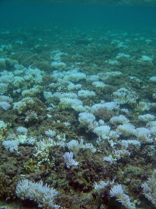 Coral bleaching is devastating reefs around the globe.