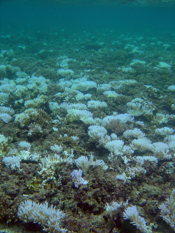 coral reefs, coral bleaching