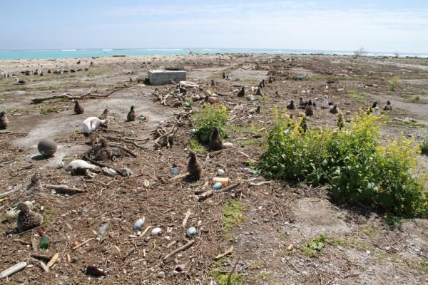 Tsunami warning midway island