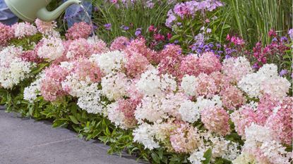 Plant Addicts Blush Groundbreaker Hydrangea