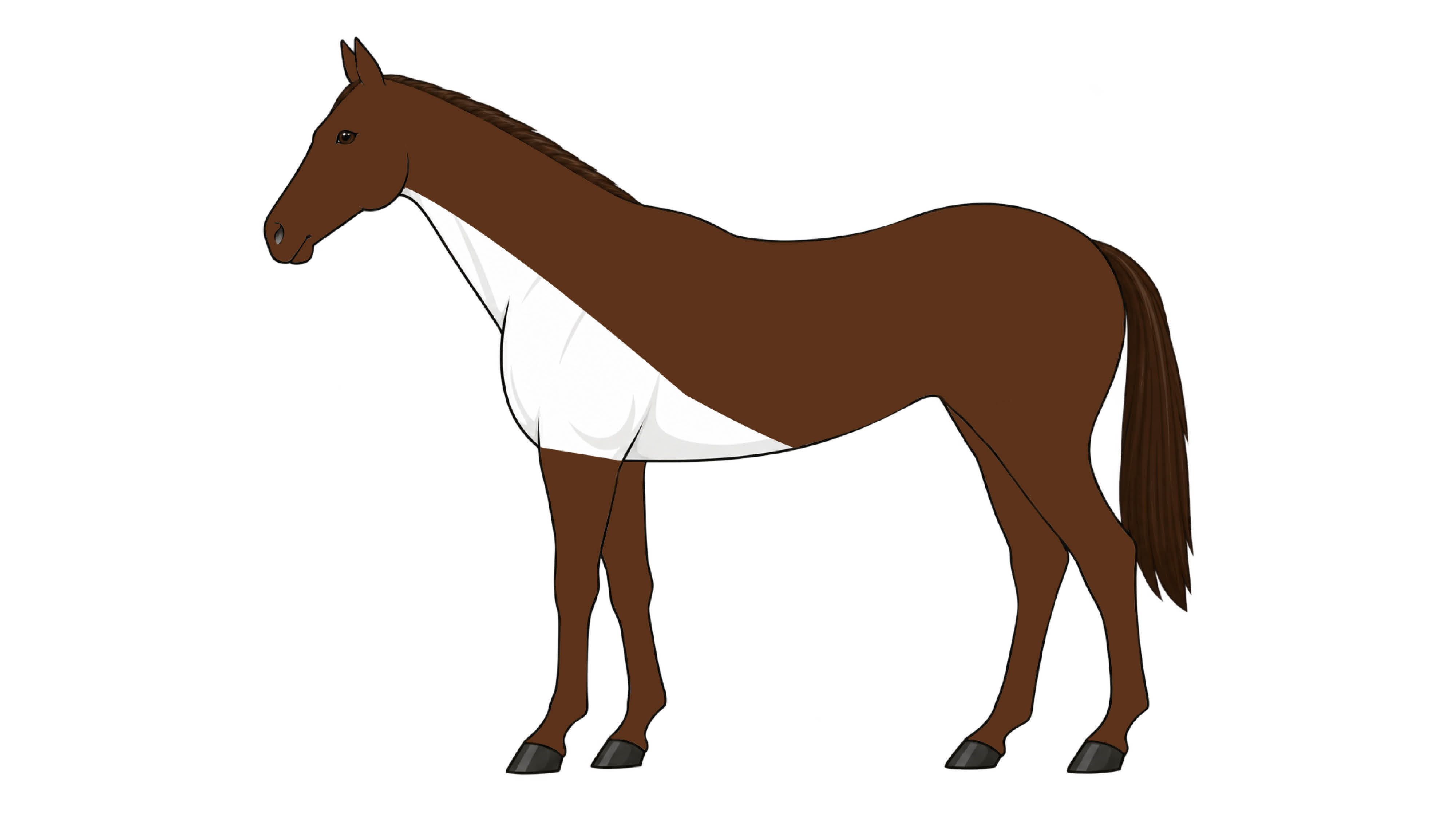 Diagram of horse with Irish clip, clipped area on neck, shoulder and front half of belly
