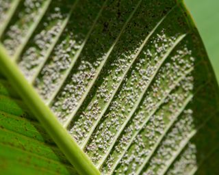 how to get rid of mealybugs - mealybugs on leaf - GettyImages-1152531612